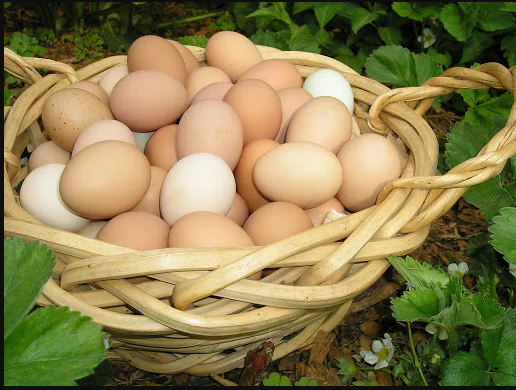 Organic Eggs
